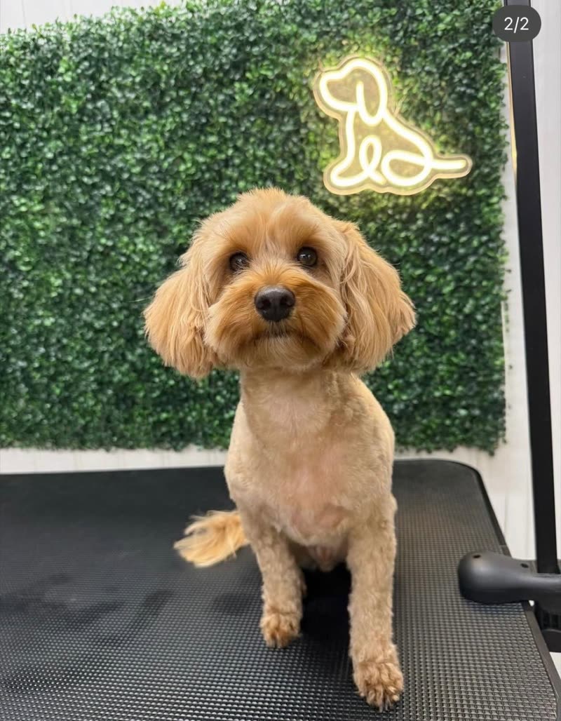 The grooming salon: a cockapoo on the table against the green faux-hedge wall under the neon dog sign (crop out the burned-in words)