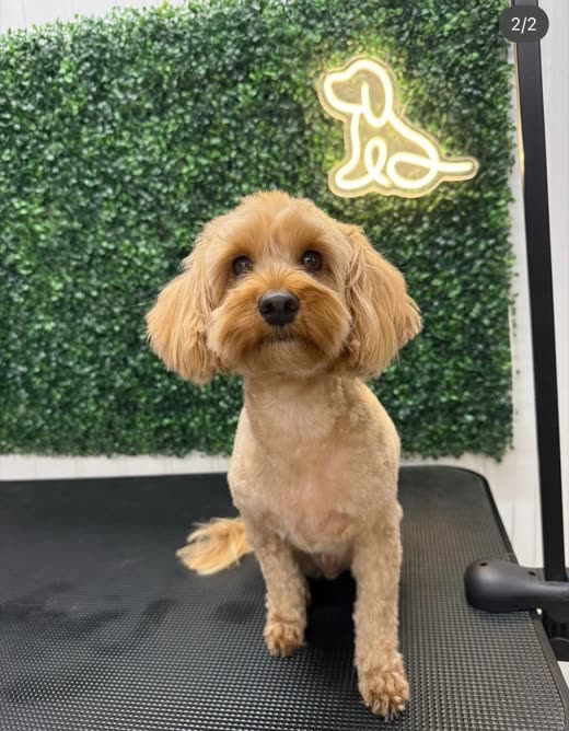 A cream cockapoo sitting on the grooming table after a full groom (crop in tight on the dog to remove the burned-in words)