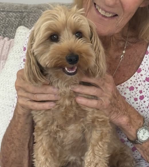 A freshly groomed apricot cockapoo held up to the camera (crop to the dog only, above the handler's cropped face)