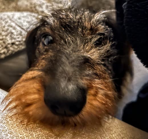 Close-up of a wire-haired dachshund's face and muzzle after a hand-strip and tidy