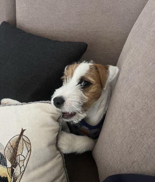 A tan-and-white Jack Russell terrier relaxed on cushions at home