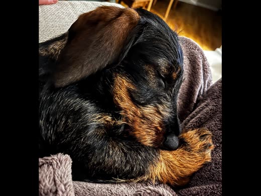 A wire-haired dachshund curled up asleep on a blanket (centre crop to drop the black side bars)